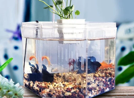 ایکریلک ایکویریم: پیشہ بمقابلہ شیشے کے ٹینک